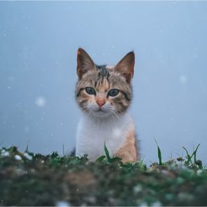 Category 3