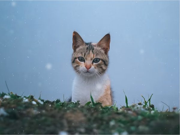 Category 3
